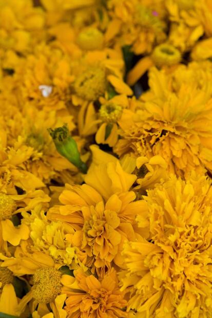 Sabias Sobre Las Cualidades Curativas De La Flor De Muertos