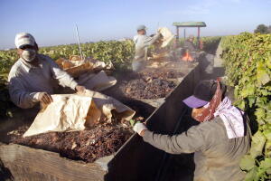 Agricultural Labor Shortages