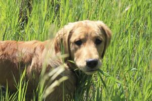 porque-los-perros-comen-hierba-1.jpg