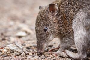 Bandicoot