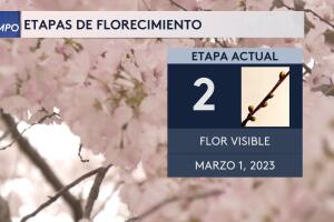 cherry blossom 1.jpg