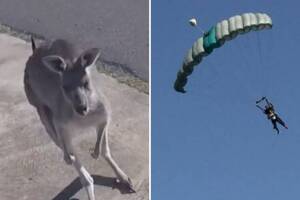 Paracaidista aterriza en Australia y canguro boxeador lo recibe a golpes: video