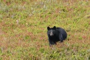 Black Bear