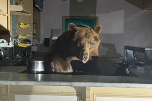 Sorprenden a oso detrás del mostrador de una heladería en South Lake Tahoe