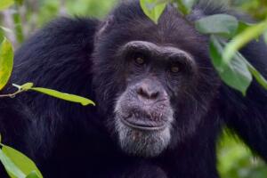 chimpance_foto.jpg
