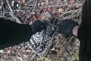 policía rescate agresor estrangulado víctima Gainesville Florida