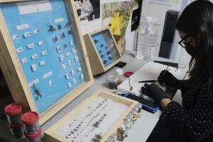 Mexico Disappeared Science