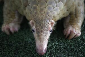 Singapore Pangolins