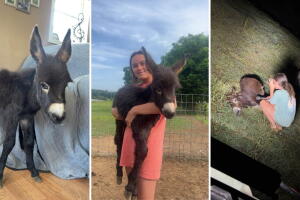 Muerte de HeeHaw, un burro bebé de Georgia, desata ola de apoyo: donativos superan los $100 mil