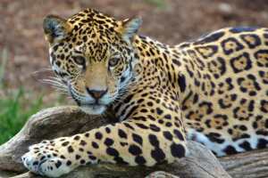 5-interesantes-diferencias-entre-leopardos-y-jaguares-3.jpg
