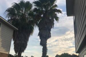 Francisca Sanchez.jpg