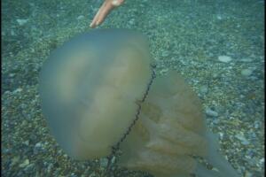 Una selfie con medusas
