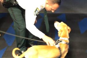Perro salvado por la policía de Lee, Florida