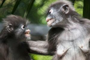 DALLAS ZOO MONOS.jpeg