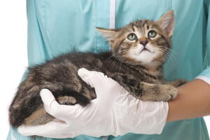 homeopatia-para-caes-e-gatos-2_0.jpg