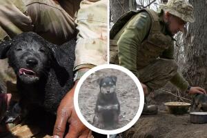 rambo, el cachorro de los soldados de ucrania (1).jpg