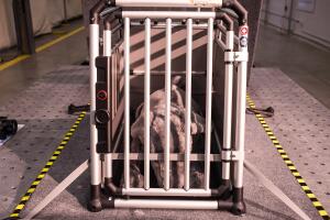 Como asegurar a las mascotas en el carro