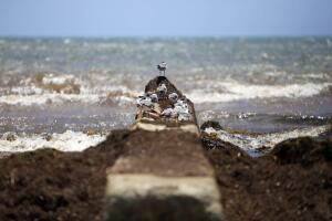 La limpieza del sargazo representa un gasto elevado para municipios costeros y afecta el turismo y la pesca.