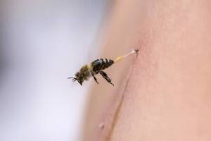 Hombre es atacado por miles abejas en Sun City West 