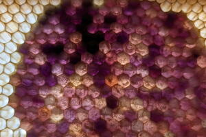 Colmena de abejas de miel morada. 
