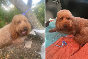 perro abandonado pierna amputada Austin