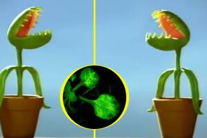 Plantas que hablan