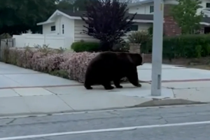 oso.PNG