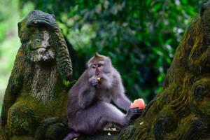 mono_en_Bali.jpg