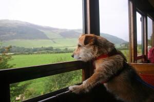 tren-ladridos-de-perro1.jpg