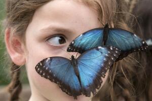 Ya abrió nuevo conservatorio de mariposas en el Fairchild Tropical Botanic Garden