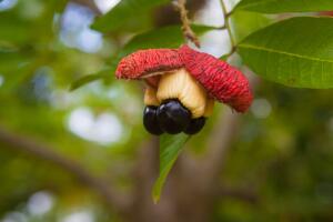 frutas-vegetales-venenosos_2.jpg