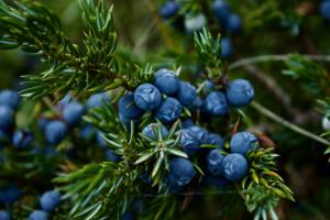 bluberries-arbol.jpg