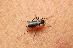 morte-por-zika-virus-2.jpg