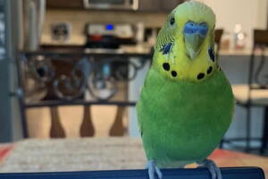 MASCOTAS/MASCOTA16.jpg