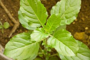 beneficios_tulsi_salud2.jpg
