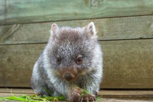 wombat-marsupial-2.jpg