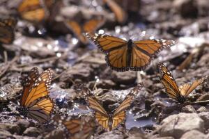 Monarch Butterflies Return to Mexico