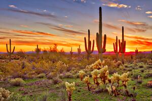 Colorfull sunset with Saguaros.