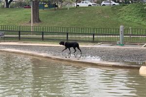 PERROS GALERIA/8-PERRO.jpg