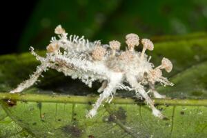 Insectos infectados con un hongo Cordyceps Grosby (5).jpg