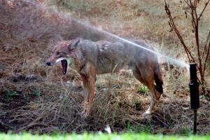 ME.Wild Art.Coyote.0623.GK?A yawning (sleepy) Coyote cools himself in a sprinkler at Laguna Lake Par