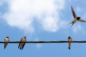 aves