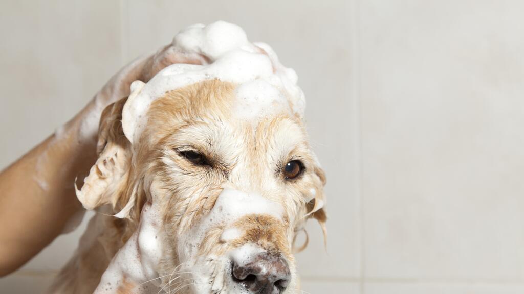 lo que es bueno para el olor del perro