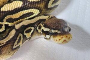 pitón real serpiente