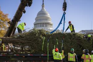 Capitol Christmas Tree