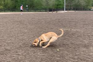 PERROS GALERIA/9-PERRO.jpg