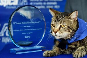 Tara, una gatita heroína