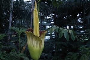 Corpse Flower