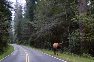 Wild Elk next to Road