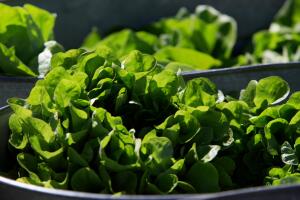 Wilting Lettuce Demand.